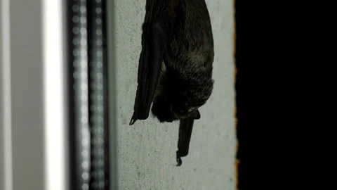Black bat sitting outside the window in the house, close-up, flittermouse Vídeo Stock 96471161
