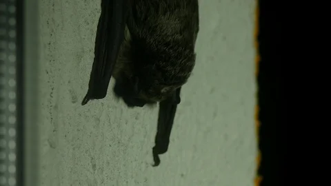 Black bat sitting outside the window in the house, close-up, flittermouse Stock Footage 96471314