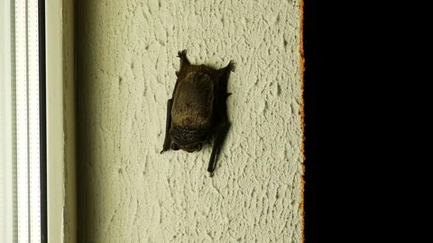Black bat sitting outside the window in the house, close-up, flittermouse Vídeo Stock 96471489