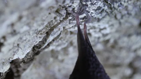 Black Bat wrapped in his own wings, close up pan Stock Footage 148282810