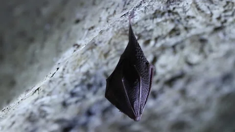 Black Bat wrapped in his own wings Stock Footage 148282991