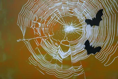 Black bats and white cobwebs on orange background. Halloween Concept Stock Photos