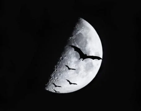 Black bats flying in the sky at night. a blurred background moon Stock Illustration