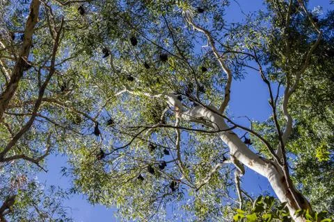 Black bats hanging upside down in trees in the Karijini National Park, Wester Foto stock