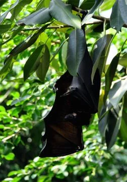 Black bats Stock Photos