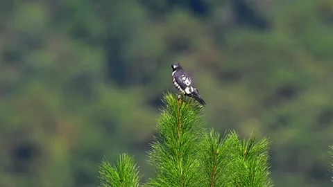 Black baza perched on top of a pine tree with green forest background 스톡 동영상 330914378