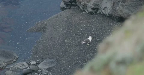 Black Beach With Seagull Stock Footage 340463014