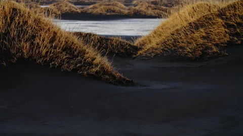 Black Beach Texture with yellow grass icelandic moss forming patterns in Iceland Stock Footage 260935176