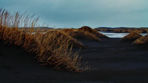 Black Beach Texture with yellow grass icelandic moss forming patterns in Iceland Stock Footage 260935465