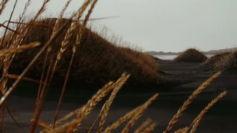 Black Beach Texture with yellow grass icelandic moss forming patterns in Iceland Stock Footage 260948722