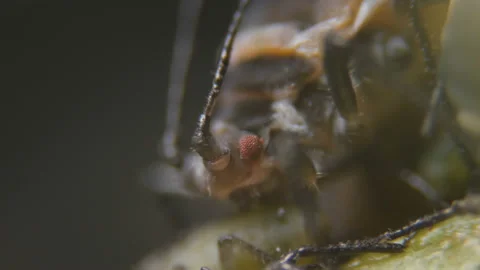 Black bean aphid (Aphis fabae) is a member of the order Hemiptera.  Aphid und Stock Footage 112556744