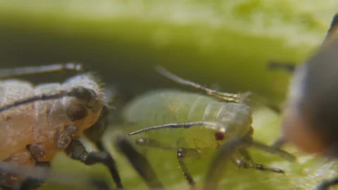 Black bean aphid (Aphis fabae) is a member of the order Hemiptera.  Aphid und 스톡 동영상 119056069