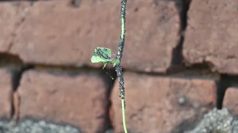 Black bean aphid insects. Stock Footage 304531689