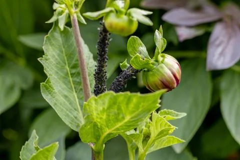 Black bean aphids aphis fabae colony on heavyly infested plant stem Stock Photos