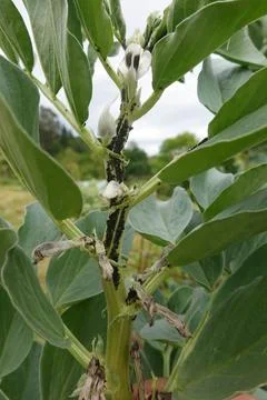 Black bean aphids infesting broad bean plant stem in garden Stock Photos