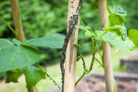 Black bean aphids on runner bean (French hunter bean) plant UK Stock Photos