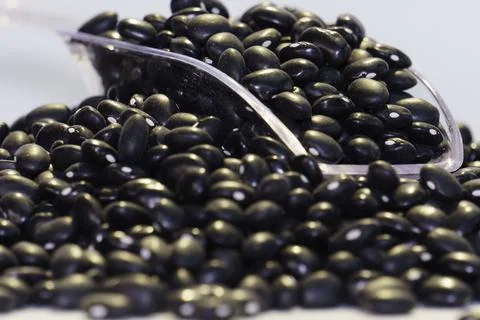 Black bean isolated on white background Stock Photos