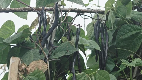Black bean pods on vine 스톡 동영상 115841540