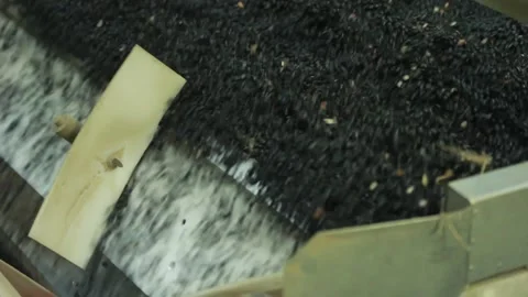 Black Beans Sorting 動画素材 172208007