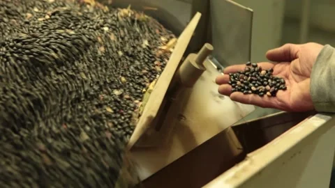 Black Beans Sorting with Hand of Inspector Stock Footage 172207932