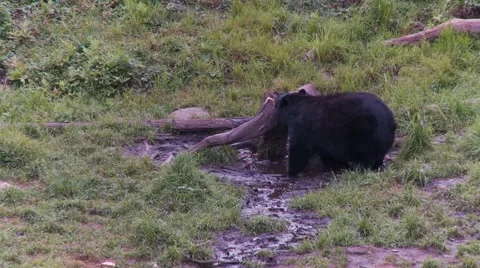Black bear 11. Canada Vídeos de archivo 61067778