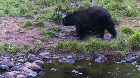 Black bear 12. Canada Vídeos de archivo 61067802