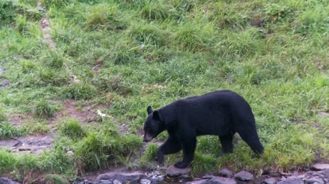 Black bear 15. Canada Vídeos de archivo 61067868
