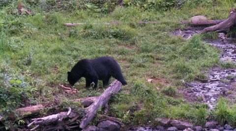 Black bear 17. Canada Vidéo 61067863