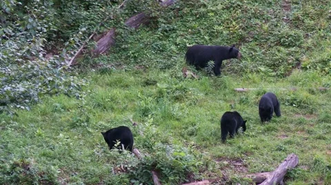 Black bear 2. Canada Vídeos de archivo 61067757