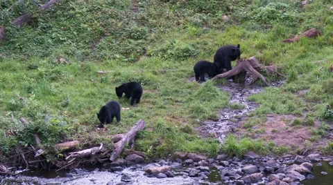 Black bear 21. Canada Vídeos de archivo 61067929