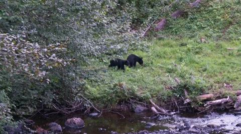 Black bear 23. Canada 库存影片 61068003