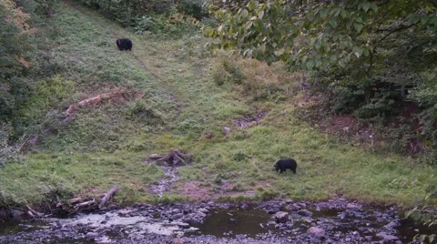 Black bear 24 Canada Vídeos de archivo 61067987