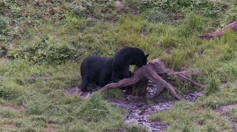Black bear 25 Canada Stock Footage 61067933