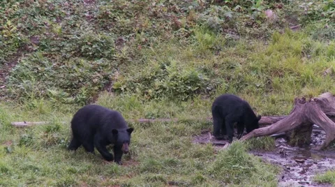 Black bear 27 Canada Vídeos de archivo 61068021