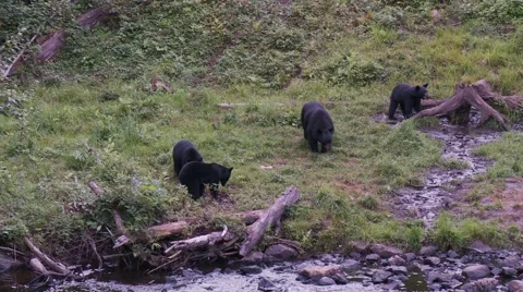 Black bear 28. Canada Vidéo 61068044