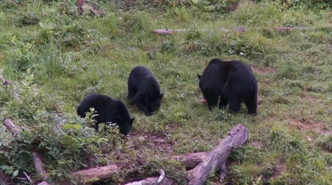Black bear 29 Canada Vídeos de archivo 61068038