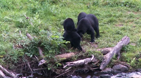 Black bear 3 Canada Stock Footage 61067467