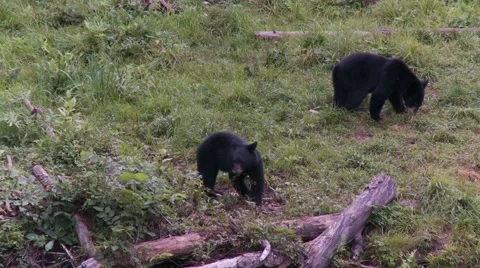 Black bear 33 Canada Vídeos de archivo 61066947
