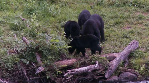 Black bear 34 Canada Vídeos de archivo 61067026