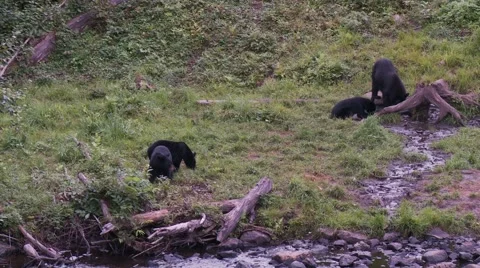 Black bear 36 Canada Video stock 61066993