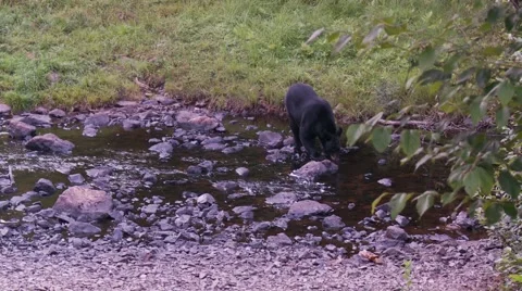 Black bear 37 Canada 動画素材 61067061