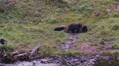 Black bear 40 Canada Vídeos de archivo 61067100