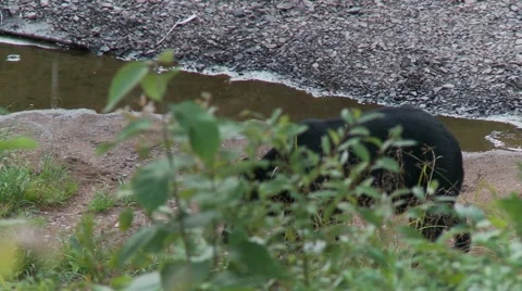 Black bear 42 Canada Stock Footage 61067269