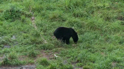 Black bear 46 Canada Vídeos de archivo 61067325