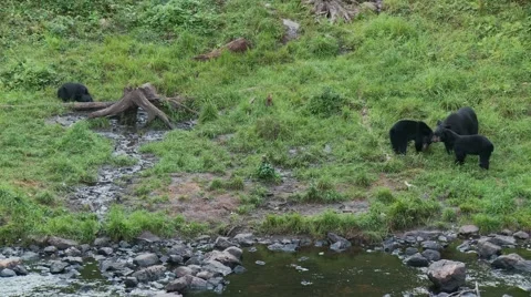 Black bear 47 Canada Vídeos de archivo 61067400