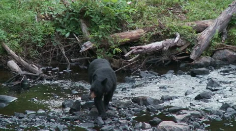 Black bear 48 Canada Vídeos de archivo 61067327
