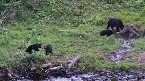 Black bear 5-Canada Vídeos de archivo 61067867
