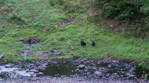 Black bear 50 Canada Vídeos de archivo 61067347