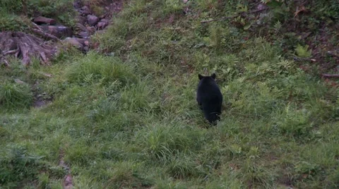 Black bear 51 Canada Vídeos de archivo 61067479
