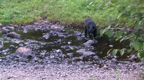 Black bear 6- Canada Stock Footage 61067826